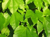 Specola_24052005_028
