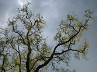 2006-04-29--18.48.21_Autour-de-Sully-sur-Loire_086