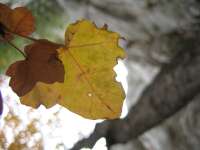 2007-10-31--15.21.19_Sainte-Victoire_145