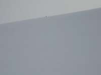 2007-03-31--16.37.39_Cerces_mars2007_060