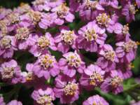 2007-08-01--14.54.27_Lautaret-Jardin-Alpin_003