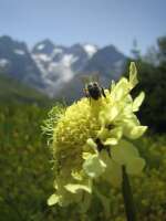 2007-08-01--14.57.30_Lautaret-Jardin-Alpin_005
