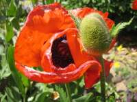 2007-08-01--15.03.08_Lautaret-Jardin-Alpin_010