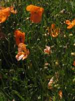 2007-08-01--15.12.05_Lautaret-Jardin-Alpin_017
