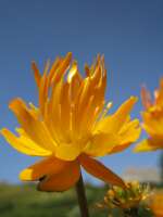 2007-08-01--15.16.20_Lautaret-Jardin-Alpin_022