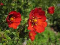 2007-08-01--15.23.56_Lautaret-Jardin-Alpin_027