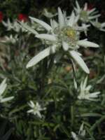 2007-08-01--15.24.39_Lautaret-Jardin-Alpin_029