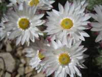2007-08-01--15.27.54_Lautaret-Jardin-Alpin_031