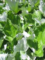 2007-08-01--15.33.29_Lautaret-Jardin-Alpin_036
