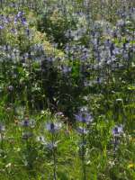 2007-08-01--16.12.21_Lautaret-Jardin-Alpin_047