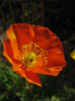 2007-08-01--16.18.30_Lautaret-Jardin-Alpin_048