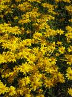 2007-08-01--16.26.06_Lautaret-Jardin-Alpin_049