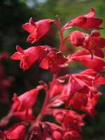 2007-08-01--16.26.52_Lautaret-Jardin-Alpin_050