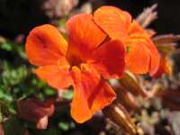 2007-08-01--16.29.44_Lautaret-Jardin-Alpin_052