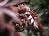 2007-07-31--18.03.02_Soreiller_137