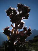 2007-07-31--18.03.33_Soreiller_139