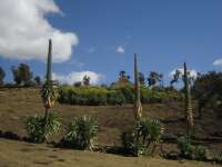 2007-12-31--12.40.05_ixus_Ethiopie_318